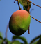 Προεπισκόπηση του Mango