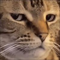 Avatar uživatele